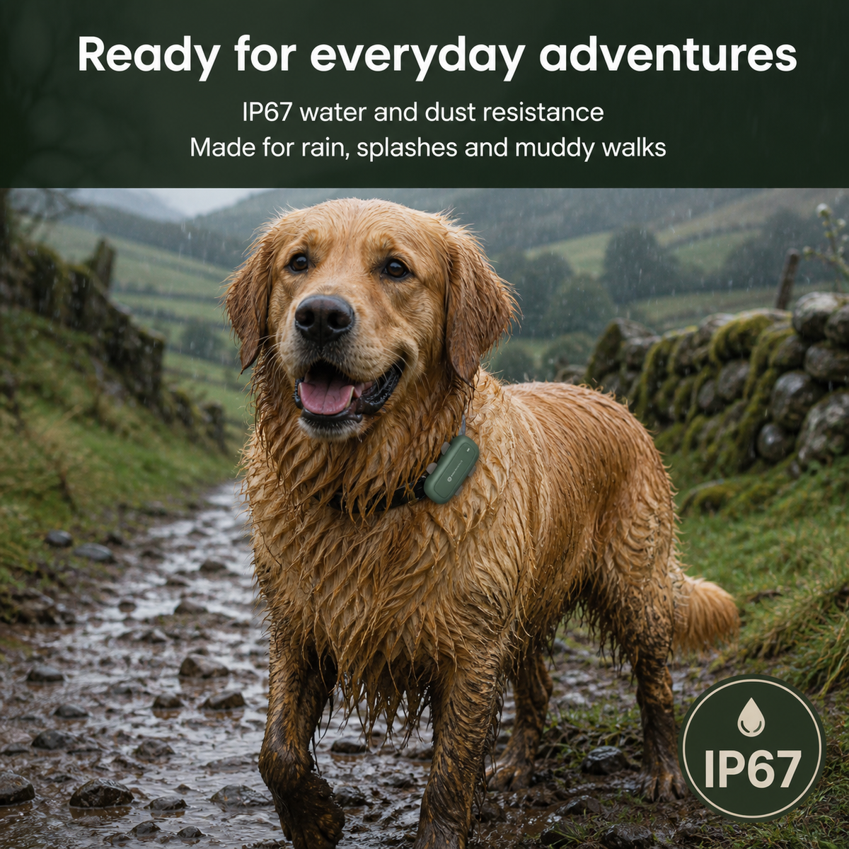 Golden retriever wearing Tracksy on a rainy muddy walk with IP67 protection